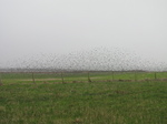 SX21119 Flock of birds.jpg